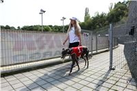 Chrti_dostihy_Greyhound_Company_Cup_Racing_Prague_CGDF_IMG_8479.jpg