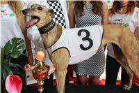 Chrti_dostihy_Greyhound_Company_Cup_Racing_Prague_CGDF_IMG_8506.jpg