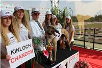 Chrti_dostihy_Greyhound_Company_Cup_Racing_Prague_CGDF_IMG_8511.jpg