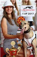 Chrti_dostihy_Greyhound_Company_Cup_Racing_Prague_CGDF_IMG_8521.JPG