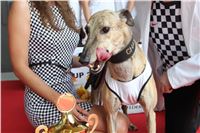 Chrti_dostihy_Greyhound_Company_Cup_Racing_Prague_CGDF_IMG_8528.jpg