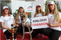 Chrti_dostihy_Greyhound_Company_Cup_Racing_Prague_CGDF_IMG_8530.jpg
