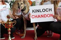 Chrti_dostihy_Greyhound_Company_Cup_Racing_Prague_CGDF_IMG_8539.jpg