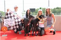 Chrti_dostihy_Greyhound_Company_Cup_Racing_Prague_CGDF_IMG_8548.jpg