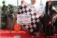 Chrti_dostihy_Greyhound_Company_Cup_Racing_Prague_CGDF_IMG_8551.jpg