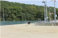 Chrti_dostihy_Greyhound_Company_Cup_Racing_Prague_CGDF_IMG_8558.jpg