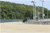 Chrti_dostihy_Greyhound_Company_Cup_Racing_Prague_CGDF_IMG_8559.jpg