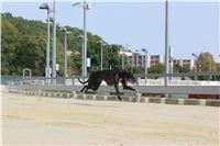 Chrti_dostihy_Greyhound_Company_Cup_Racing_Prague_CGDF_IMG_8560.jpg