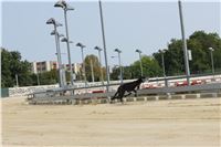 Chrti_dostihy_Greyhound_Company_Cup_Racing_Prague_CGDF_IMG_8562.jpg