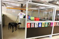 Chrti_dostihy_Greyhound_Company_Cup_Racing_Prague_CGDF_IMG_8574.jpg