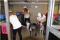 Chrti_dostihy_Greyhound_Company_Cup_Racing_Prague_CGDF_IMG_8583.jpg