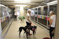 Chrti_dostihy_Greyhound_Company_Cup_Racing_Prague_CGDF_IMG_8586.jpg