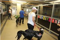 Chrti_dostihy_Greyhound_Company_Cup_Racing_Prague_CGDF_IMG_8587.jpg