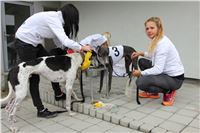 Chrt_dostihy_Czech_St_Leger_Greyhound_Park_Motol_Praha_2017_IMG_8664.JPG