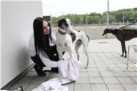 Chrt_dostihy_Czech_St_Leger_Greyhound_Park_Motol_Praha_2017_IMG_8667.JPG