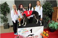 Chrt_dostihy_Czech_St_Leger_Greyhound_Park_Motol_Praha_2017_IMG_8676.JPG