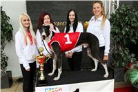 Chrt_dostihy_Czech_St_Leger_Greyhound_Park_Motol_Praha_2017_IMG_8677.JPG