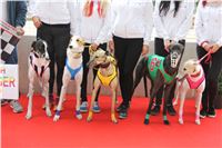 Chrt_dostihy_Czech_St_Leger_Greyhound_Park_Motol_Praha_2017_IMG_8714.JPG