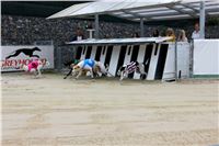 Chrt_dostihy_Czech_St_Leger_Greyhound_Park_Motol_Praha_2017_IMG_8728.JPG