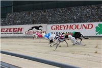 Chrt_dostihy_Czech_St_Leger_Greyhound_Park_Motol_Praha_2017_IMG_8732.JPG