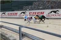 Chrt_dostihy_Czech_St_Leger_Greyhound_Park_Motol_Praha_2017_IMG_8733.JPG