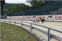 Chrt_dostihy_Czech_St_Leger_Greyhound_Park_Motol_Praha_2017_IMG_8734.JPG