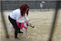 Chrt_dostihy_Czech_St_Leger_Greyhound_Park_Motol_Praha_2017_IMG_8740.JPG