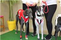 Chrt_dostihy_Czech_St_Leger_Greyhound_Park_Motol_Praha_2017_IMG_8782.JPG