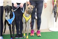 Chrt_dostihy_Czech_St_Leger_Greyhound_Park_Motol_Praha_2017_IMG_8787.JPG