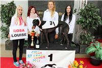 Chrt_dostihy_Czech_St_Leger_Greyhound_Park_Motol_Praha_2017_IMG_8813.JPG