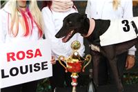 Chrt_dostihy_Czech_St_Leger_Greyhound_Park_Motol_Praha_2017_IMG_8814.JPG