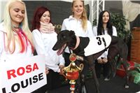 Chrt_dostihy_Czech_St_Leger_Greyhound_Park_Motol_Praha_2017_IMG_8816.JPG