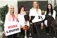 Chrt_dostihy_Czech_St_Leger_Greyhound_Park_Motol_Praha_2017_IMG_8820.JPG