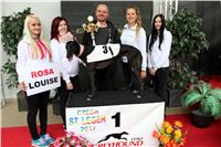 Chrt_dostihy_Czech_St_Leger_Greyhound_Park_Motol_Praha_2017_IMG_8825.JPG