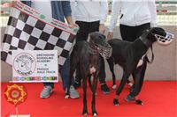 Chrt_dostihy_Czech_St_Leger_Greyhound_Park_Motol_Praha_2017_IMG_8846.JPG