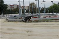 Chrt_dostihy_Czech_St_Leger_Greyhound_Park_Motol_Praha_2017_IMG_8853.JPG