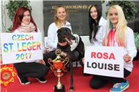 Chrt_dostihy_Winner_ROSA_Czech_St_Leger_Greyhound_Park_Motol_Praha_2017.jpg