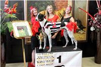 Chrt_dostihy_ultimate_greyhound_racing_park_prague_3.jpg