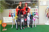 Chrt_dostihy_ultimate_greyhound_racing_park_prague_IMG_9279.JPG