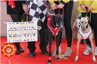 Chrt_dostihy_ultimate_greyhound_racing_park_prague_IMG_9304.JPG