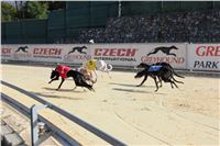 Chrt_dostihy_ultimate_greyhound_racing_park_prague_IMG_9335.JPG