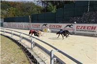 Chrt_dostihy_ultimate_greyhound_racing_park_prague_IMG_9336.JPG