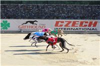 Chrt_dostihy_ultimate_greyhound_racing_park_prague_IMG_9518.JPG