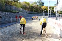 Chrt_dostihy_ultimate_greyhound_racing_park_prague_IMG_9524.JPG