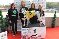 Chrt_dostihy_Greyhound_Park_Motol_Praha_Four_Leaf_Cup_IMG_0100.JPG