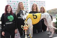 Chrt_dostihy_Greyhound_Park_Motol_Praha_Four_Leaf_Cup_IMG_0102.JPG