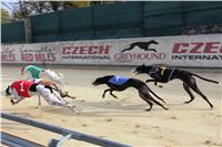 Chrt_dostihy_Greyhound_Park_Motol_Praha_Four_Leaf_Cup_IMG_0155.JPG