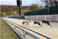 Chrt_dostihy_Greyhound_Park_Motol_Praha_Four_Leaf_Cup_IMG_0156.JPG