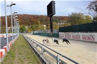 Chrt_dostihy_Greyhound_Park_Motol_Praha_Four_Leaf_Cup_IMG_0157.JPG