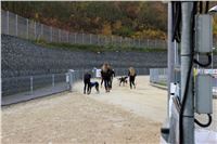 Chrt_dostihy_Greyhound_Park_Motol_Praha_Four_Leaf_Cup_IMG_0159.JPG